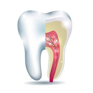 hamilton-dental-care-root-canals